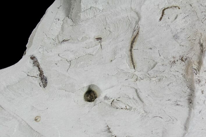Ediacaran Aged Fossil Worms (Sabellidites) - Estonia #73533